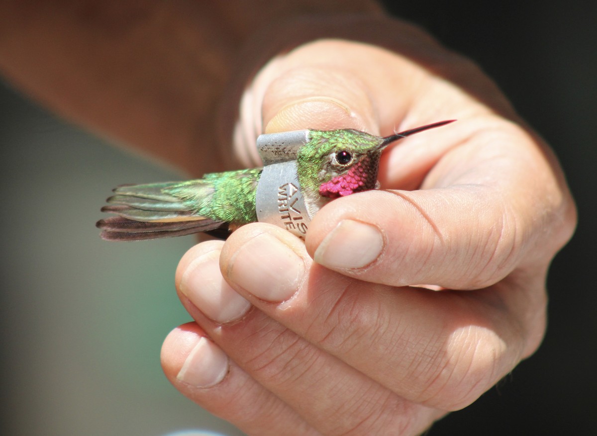 Broad-tailed Hummingbird - ML471482161