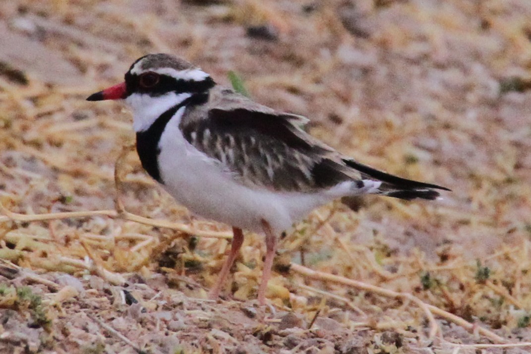 Black-fronted Dotterel - Gypsy Stockley