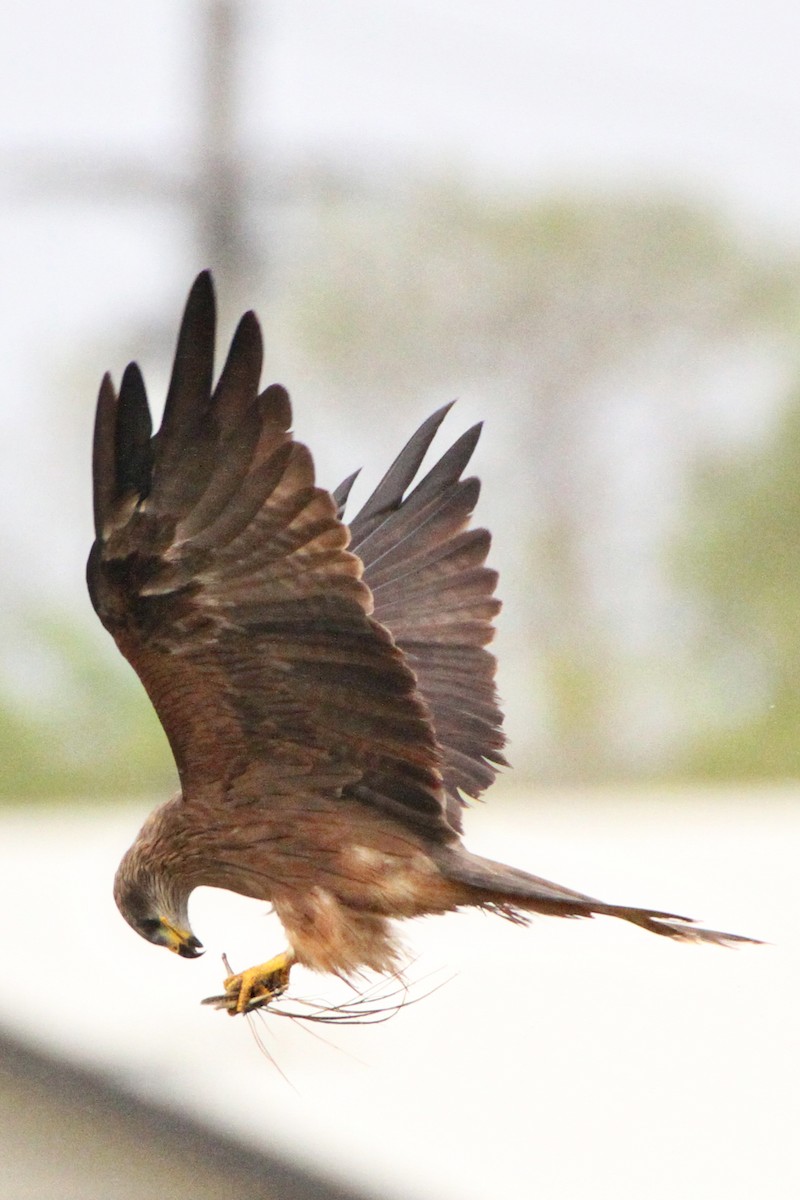 Black Kite (Black) - Gypsy Stockley