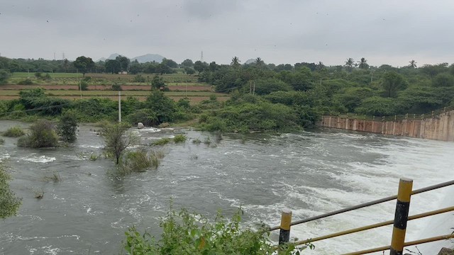 Нугасны овгийн зүйл - ML471483241