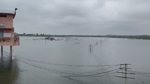 Нугасны овгийн зүйл - ML471483251