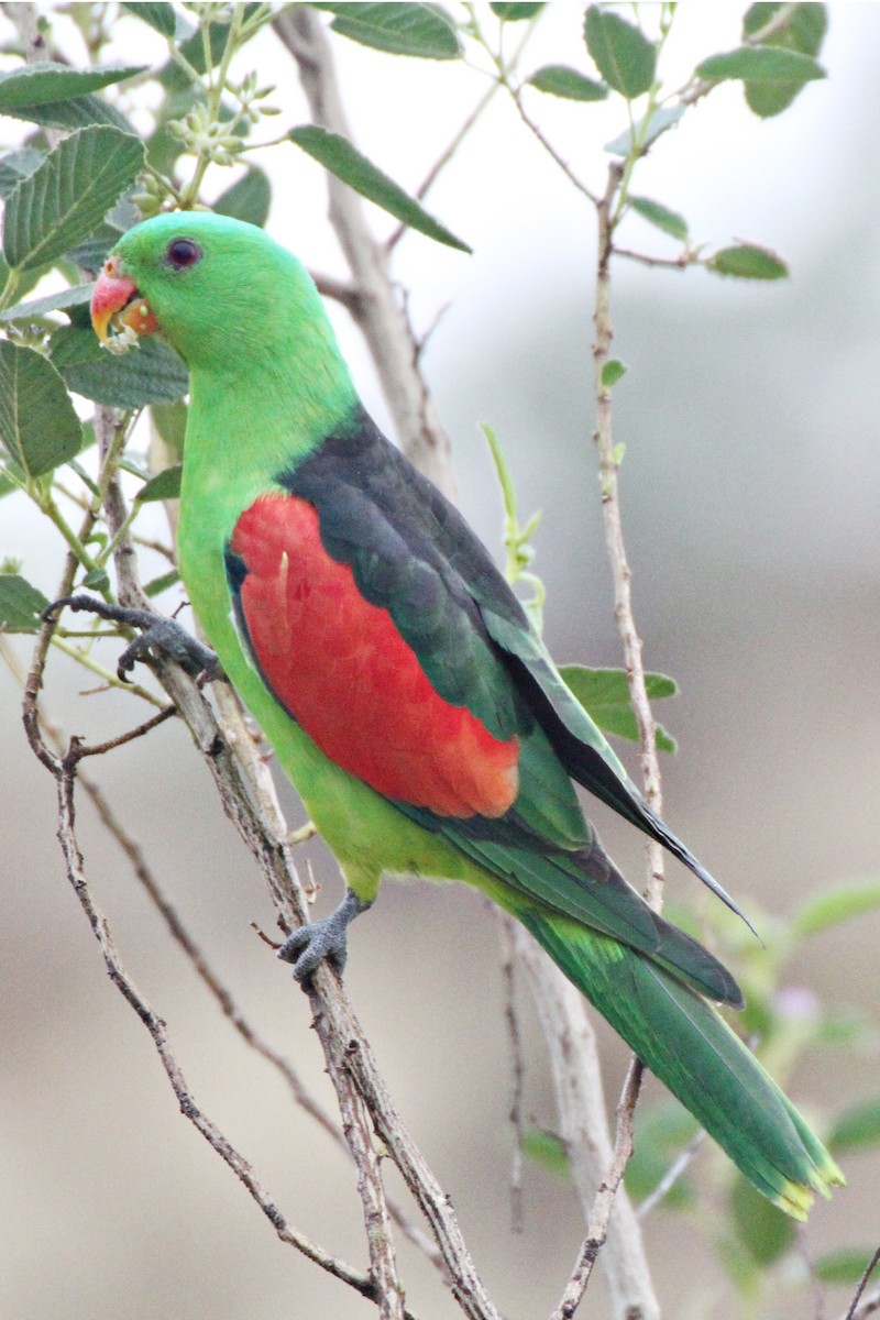 Папужець-червонокрил австралійський - ML471483471
