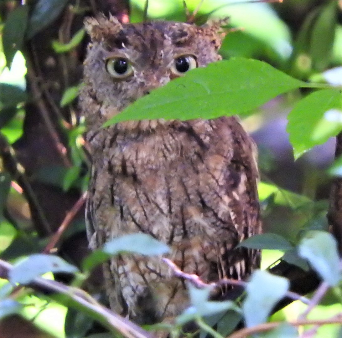 Eastern Screech-Owl - ML471483611