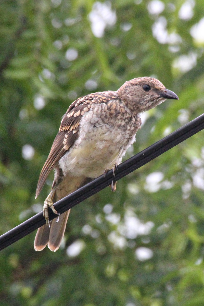 Spotted Bowerbird - ML471483711