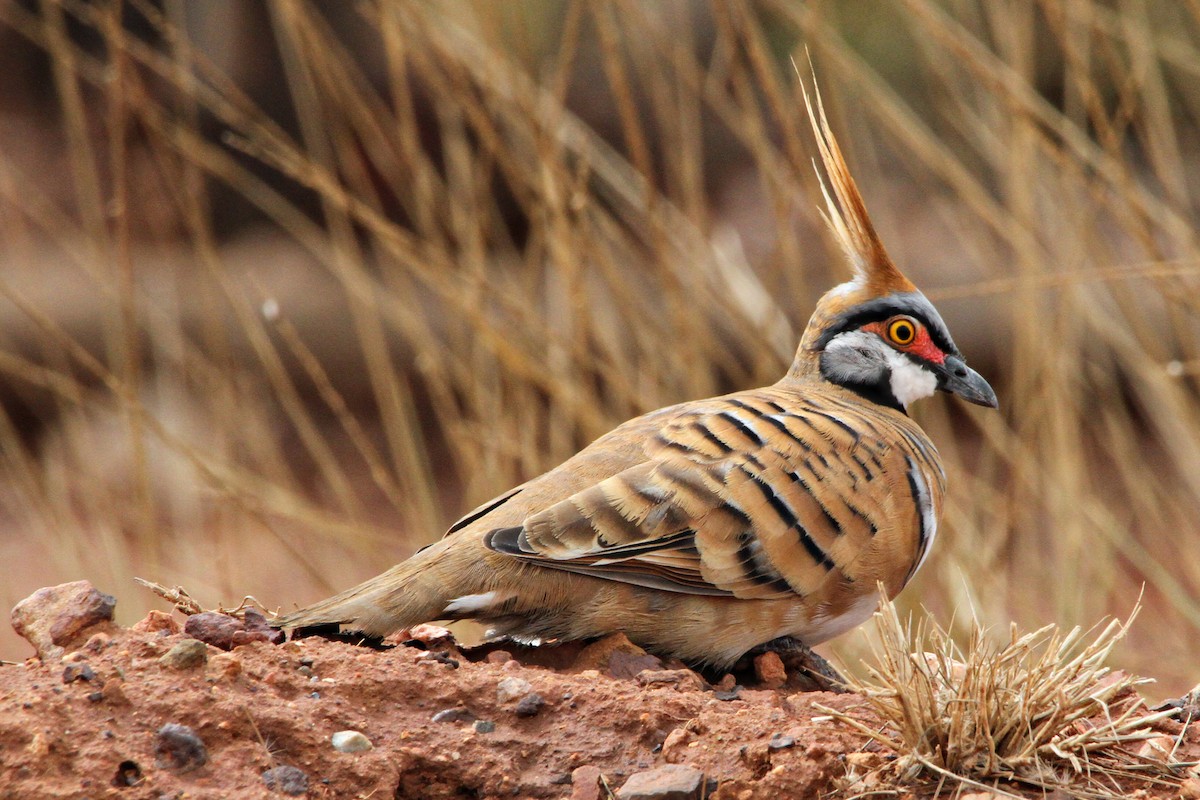 Spinifex Pigeon - ML471483801