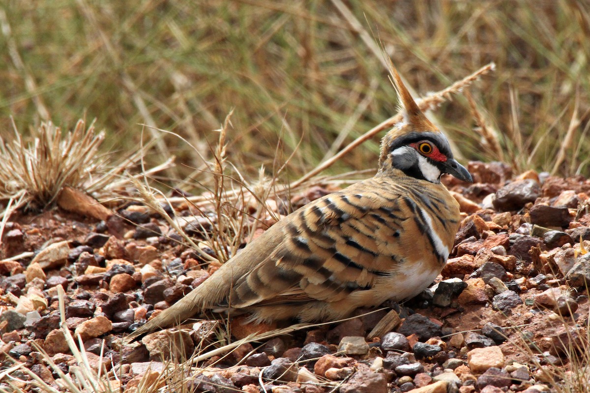 Spinifex Pigeon - ML471483811