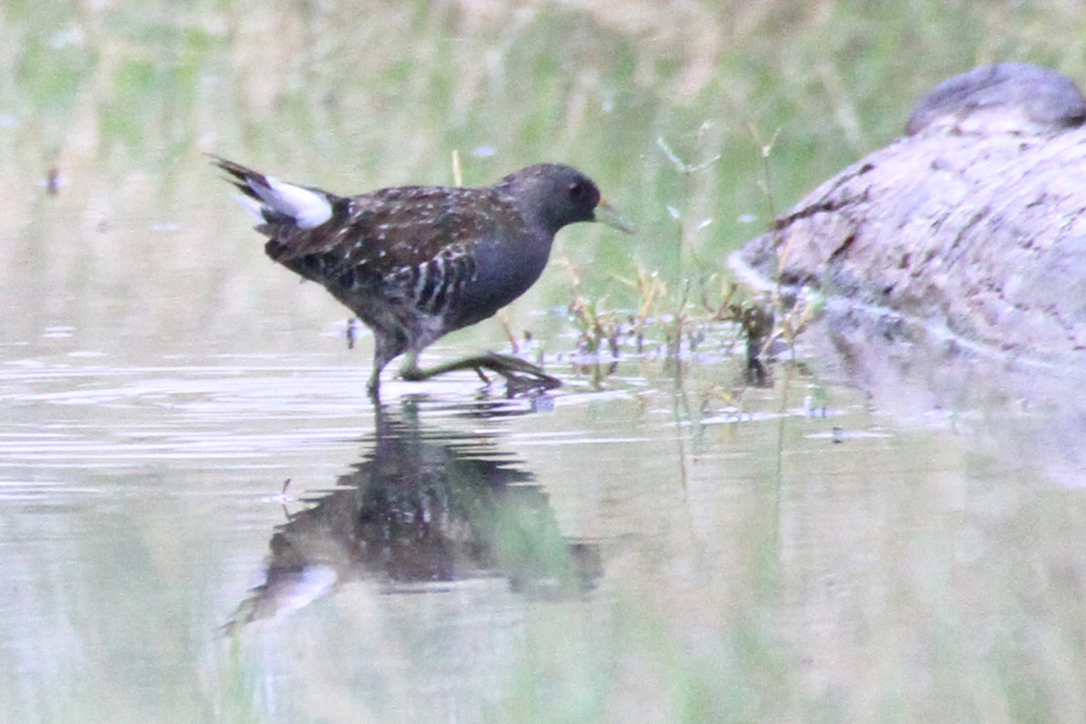 Australian Crake - ML471484031