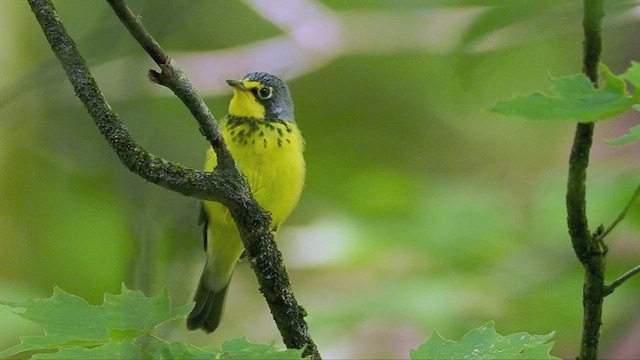 Canada Warbler - ML471484331