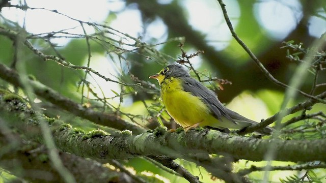 Canada Warbler - ML471484341