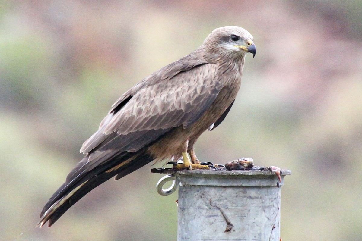 Black Kite - Gypsy Stockley