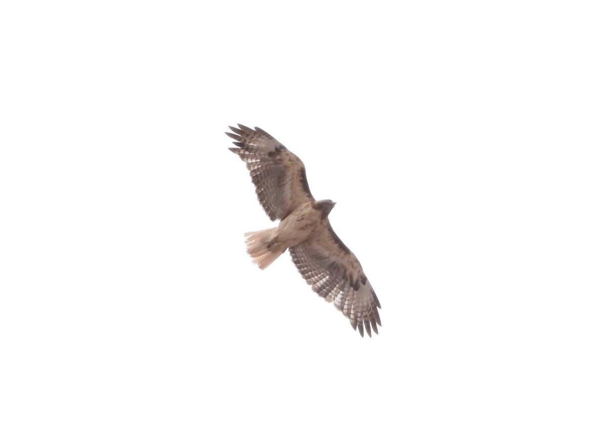 Red-tailed Hawk - ML471484881