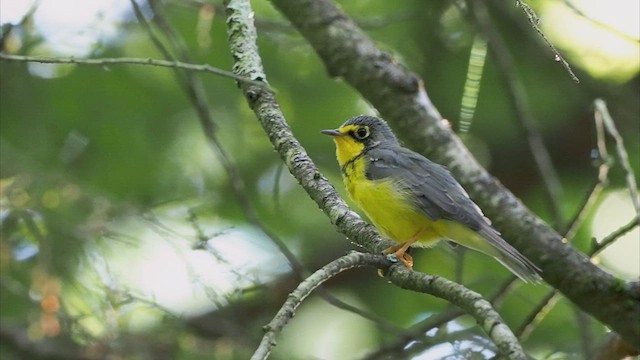 Canada Warbler - ML471485111