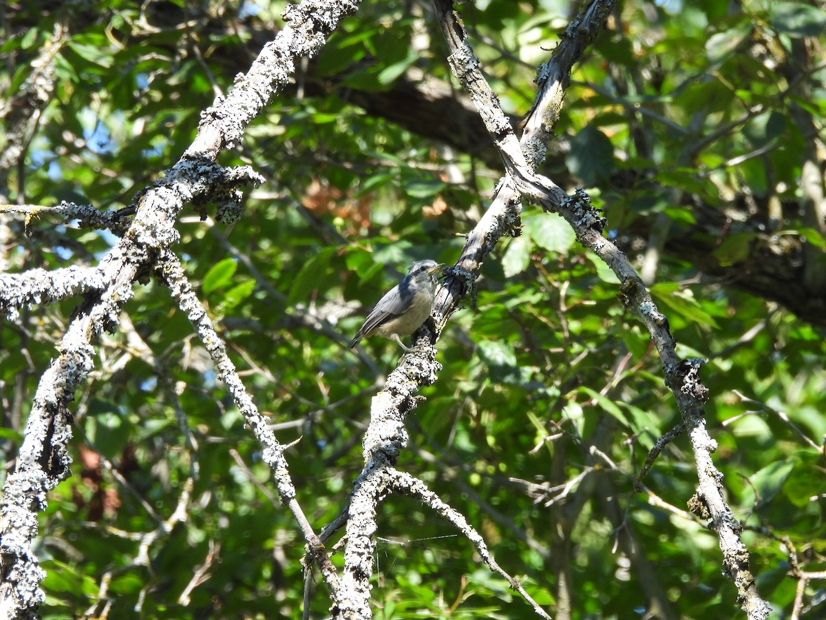 ムネアカゴジュウカラ - ML471485551