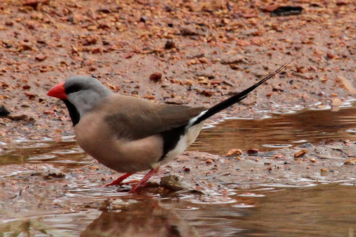 Long-tailed Finch - ML471485761