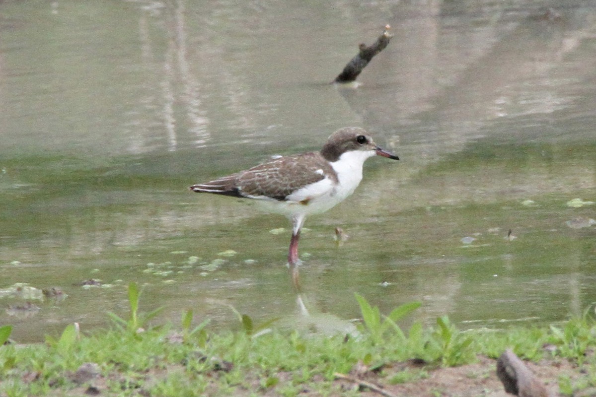 Red-kneed Dotterel - Gypsy Stockley