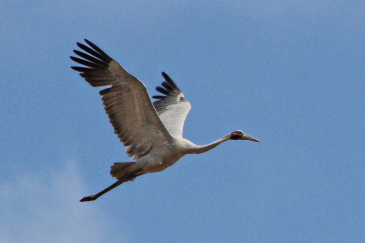 Grue brolga - ML471486091