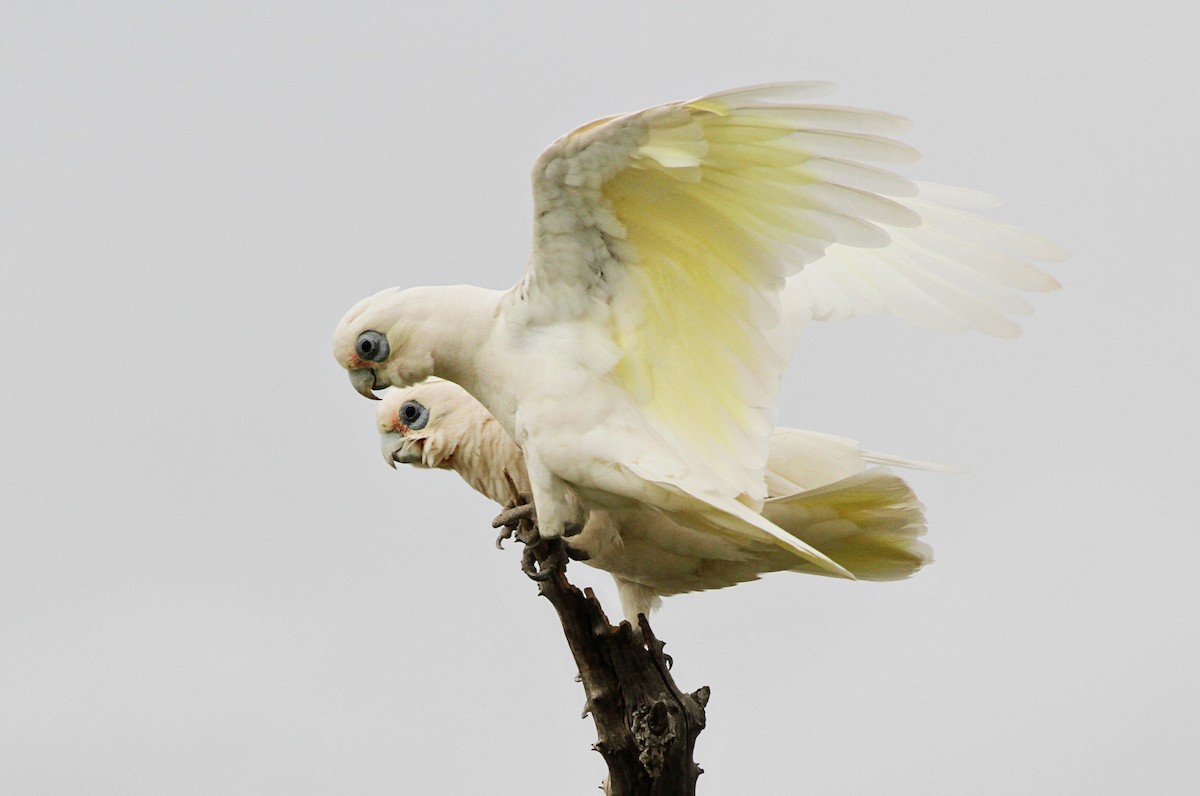 Cacatoès corella - ML471486221