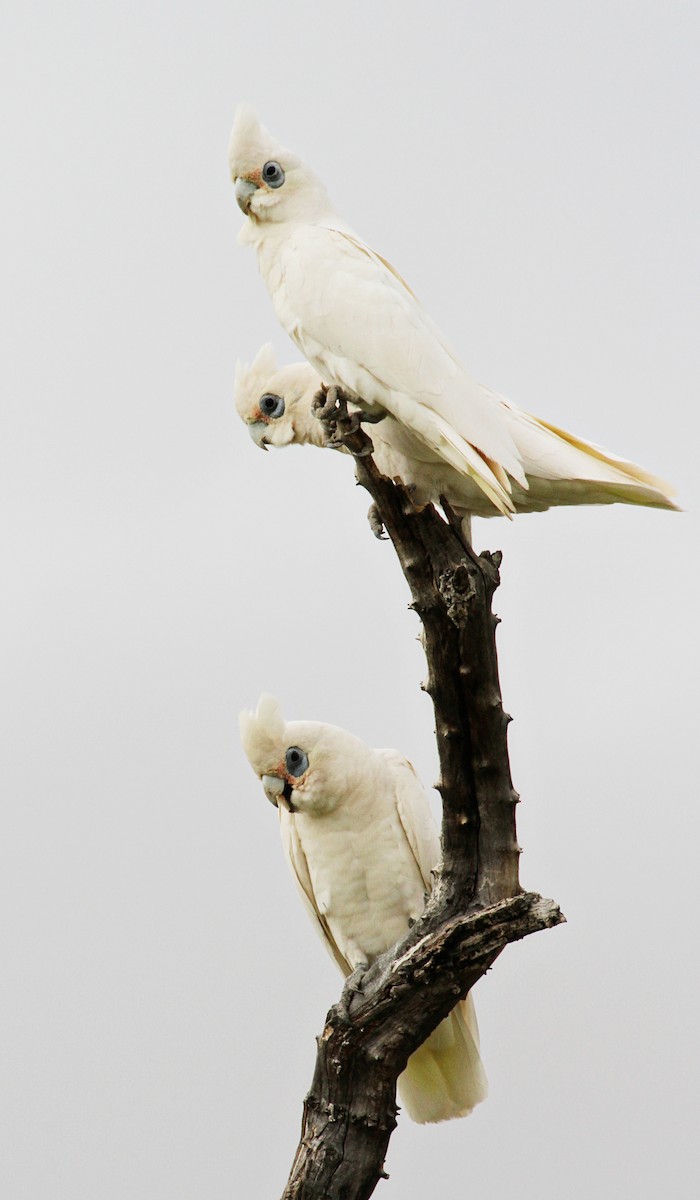 Cacatoès corella - ML471486231