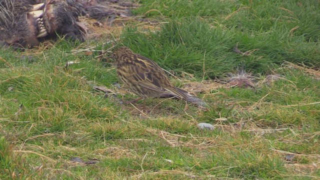 South Georgia Pipit - ML471486241