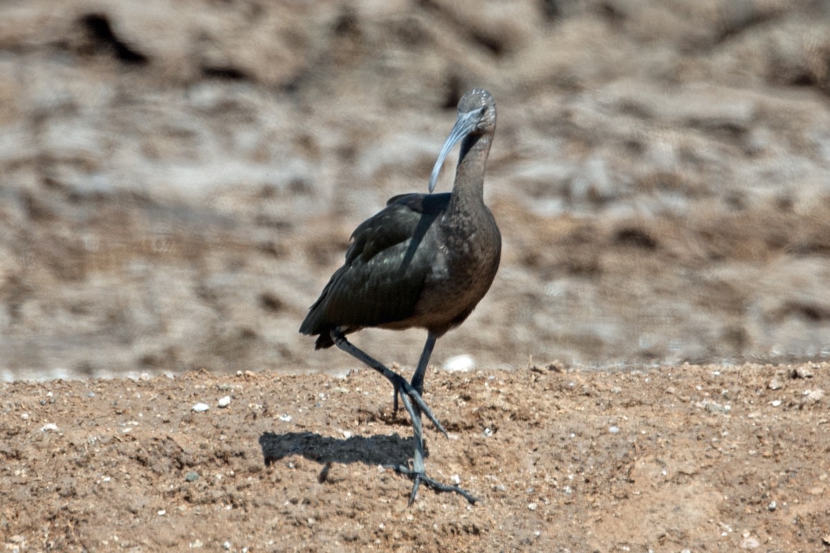 Glossy/White-faced Ibis - ML471486411