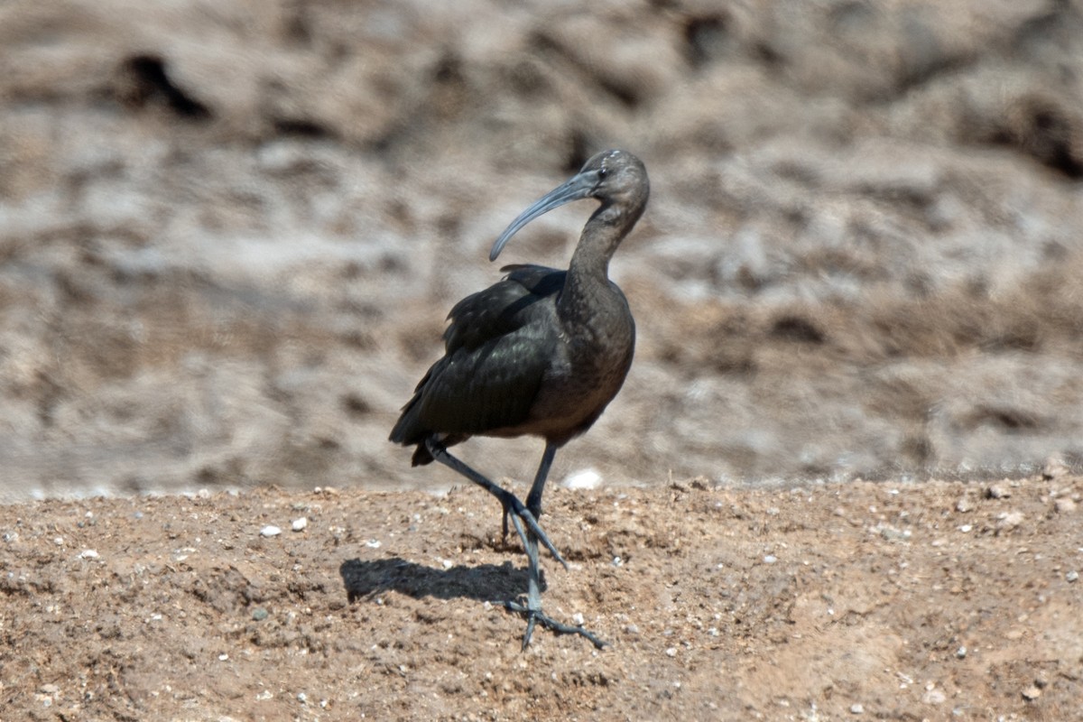 Glossy/White-faced Ibis - ML471486441