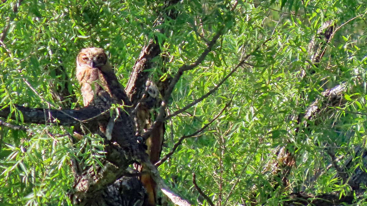 Great Horned Owl - ML471486471