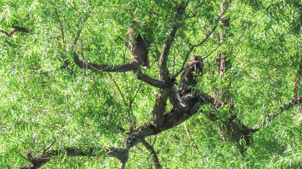 Great Horned Owl - ML471486531