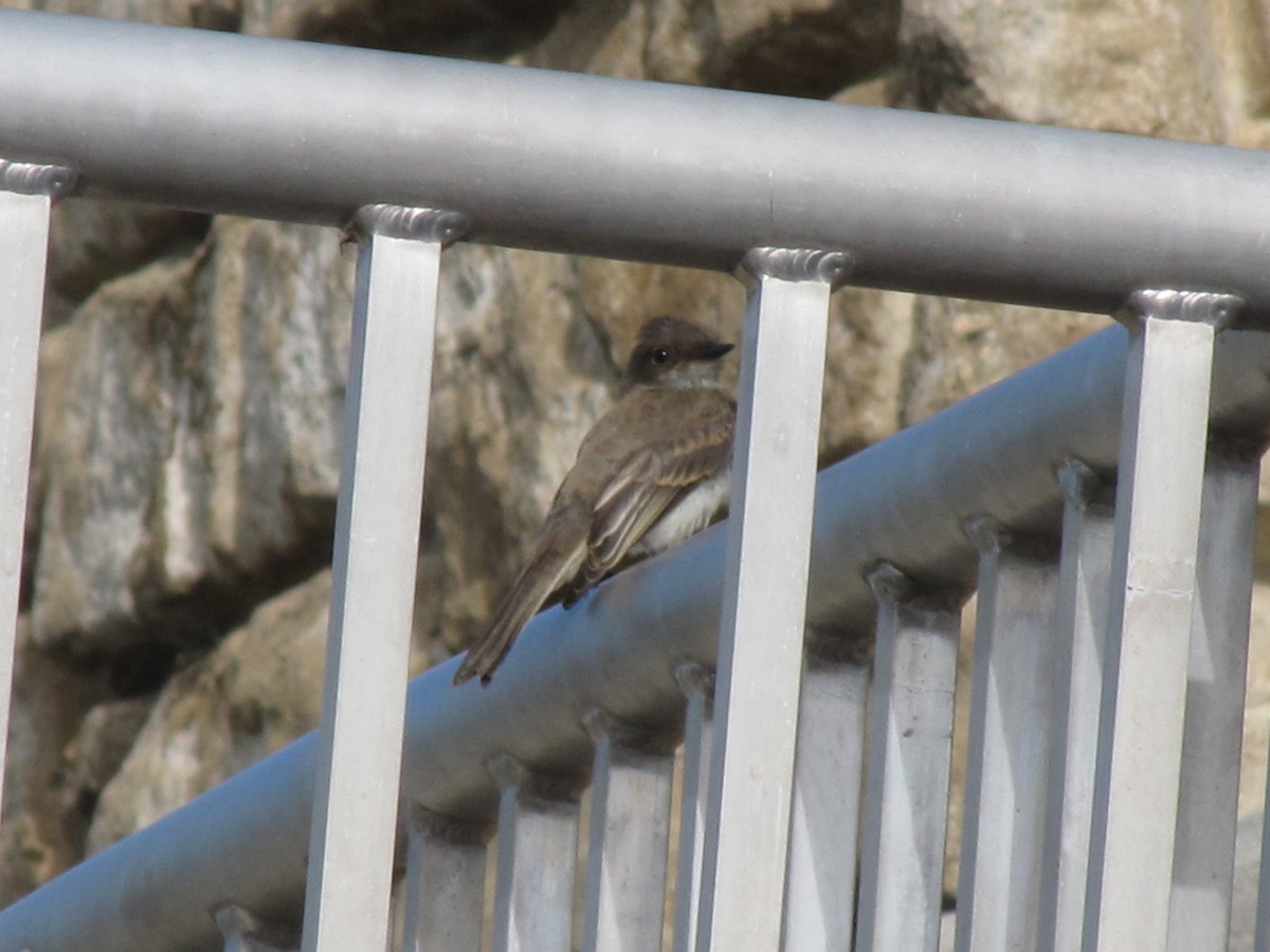 Eastern Phoebe - Andy Harrison