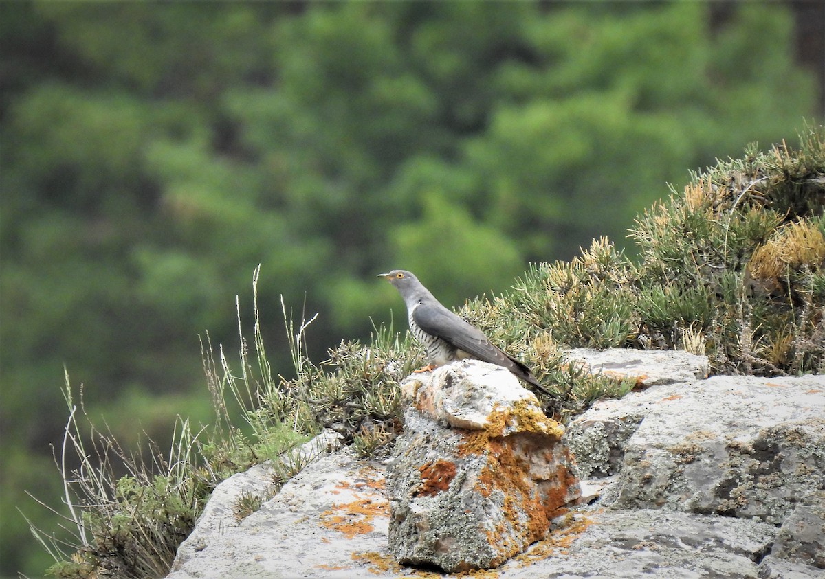 Common Cuckoo - ML471487221