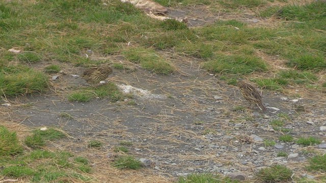 South Georgia Pipit - ML471487881