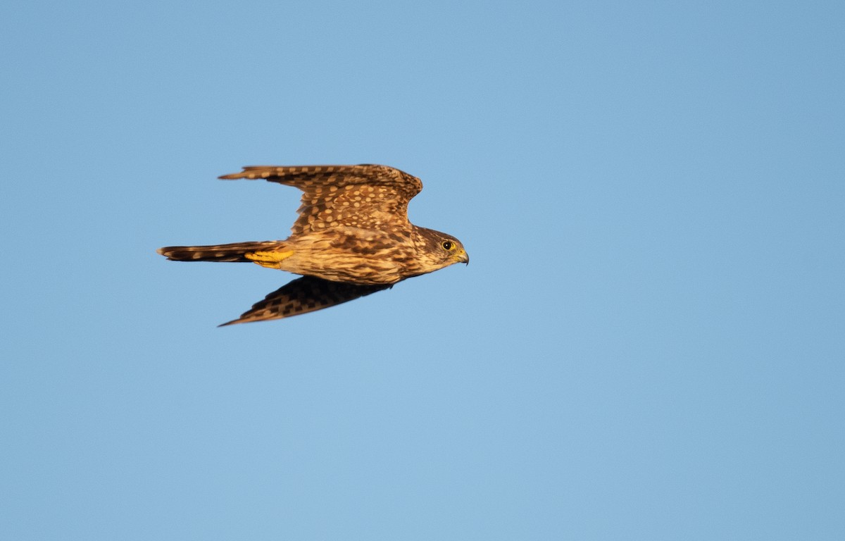 Merlin - ML471488861