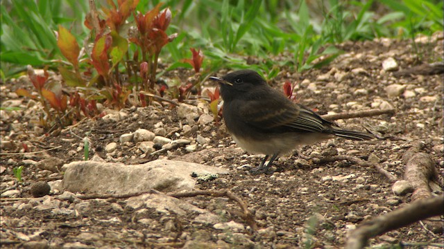 Black Phoebe (Northern) - ML471489