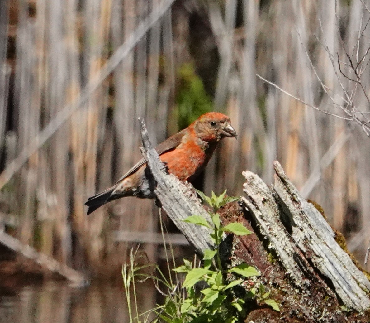 Red Crossbill - ML471489271