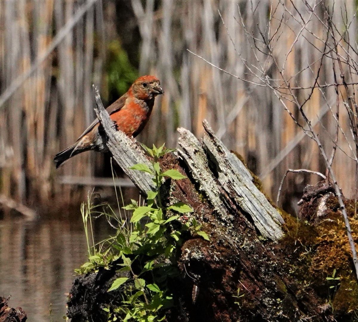 Red Crossbill - ML471489281