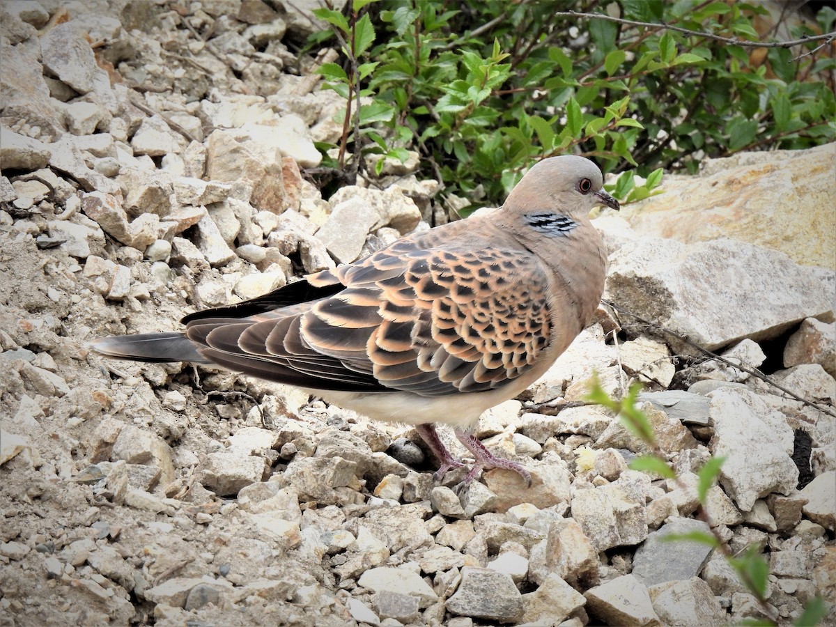 Oriental Turtle-Dove - ML471489821