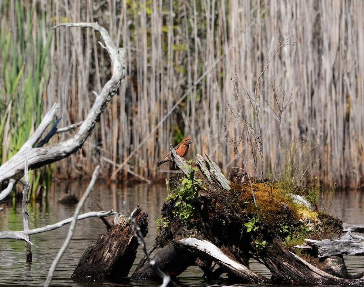 Red Crossbill - ML471489961