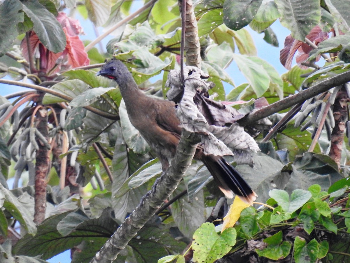 Plain Chachalaca - ML471490161