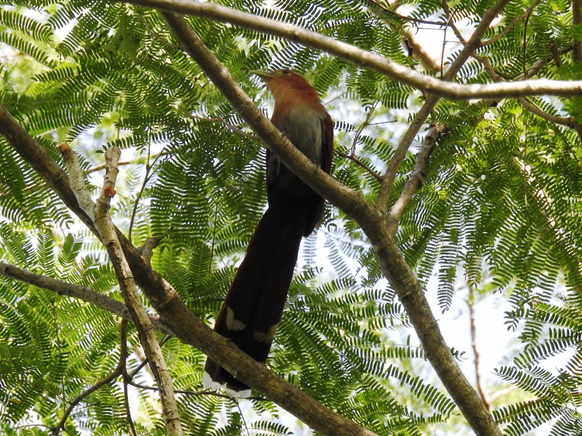 Squirrel Cuckoo - ML471490331