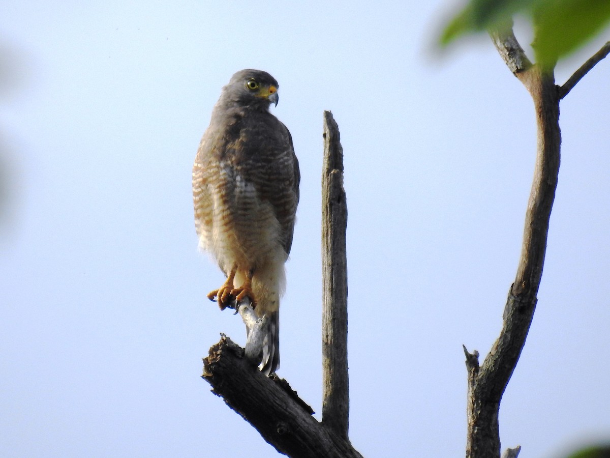Roadside Hawk - ML471490401