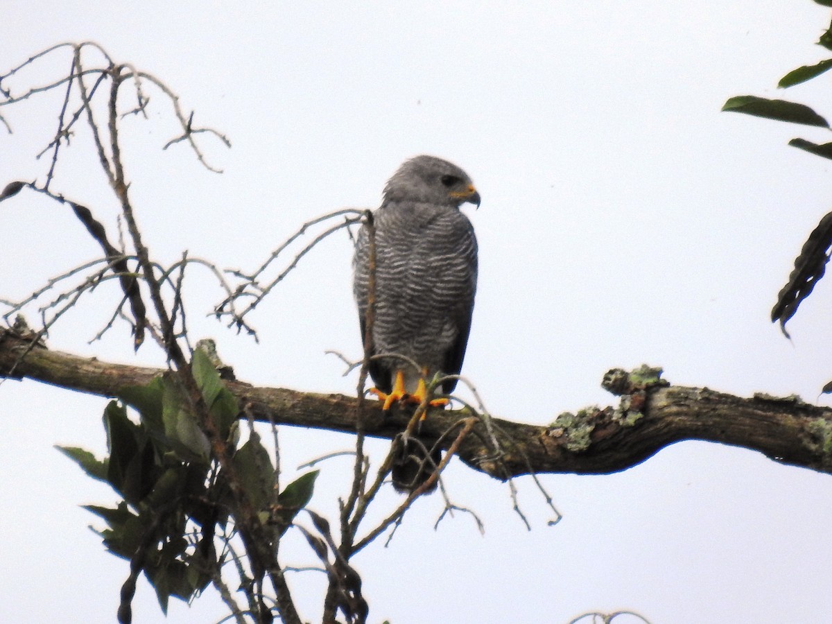 Gray Hawk - ML471490451