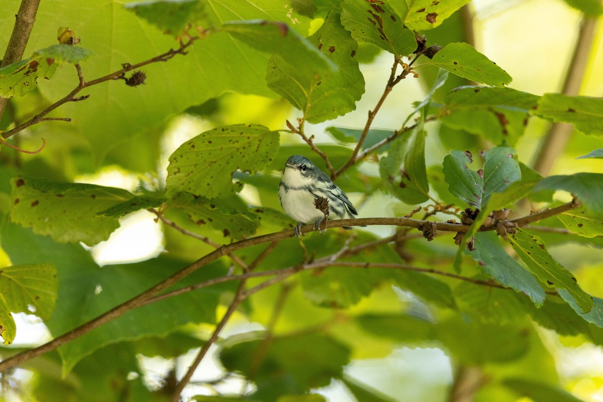 Cerulean Warbler - Morgan Rich