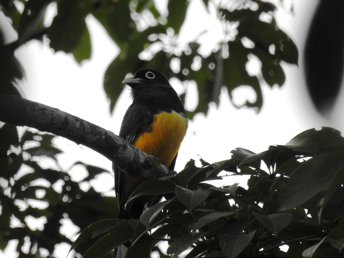 Black-headed Trogon - ML471490621