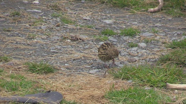 South Georgia Pipit - ML471490701