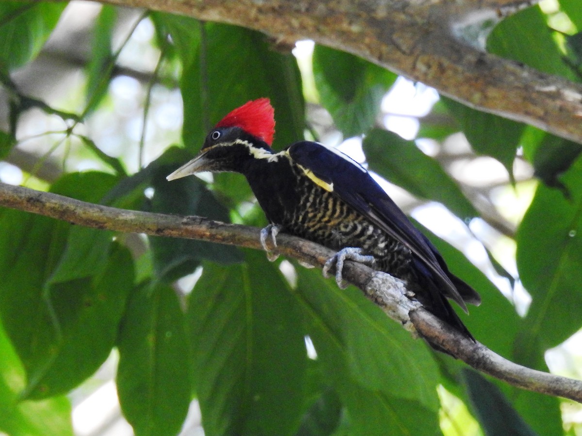 Lineated Woodpecker - ML471490731
