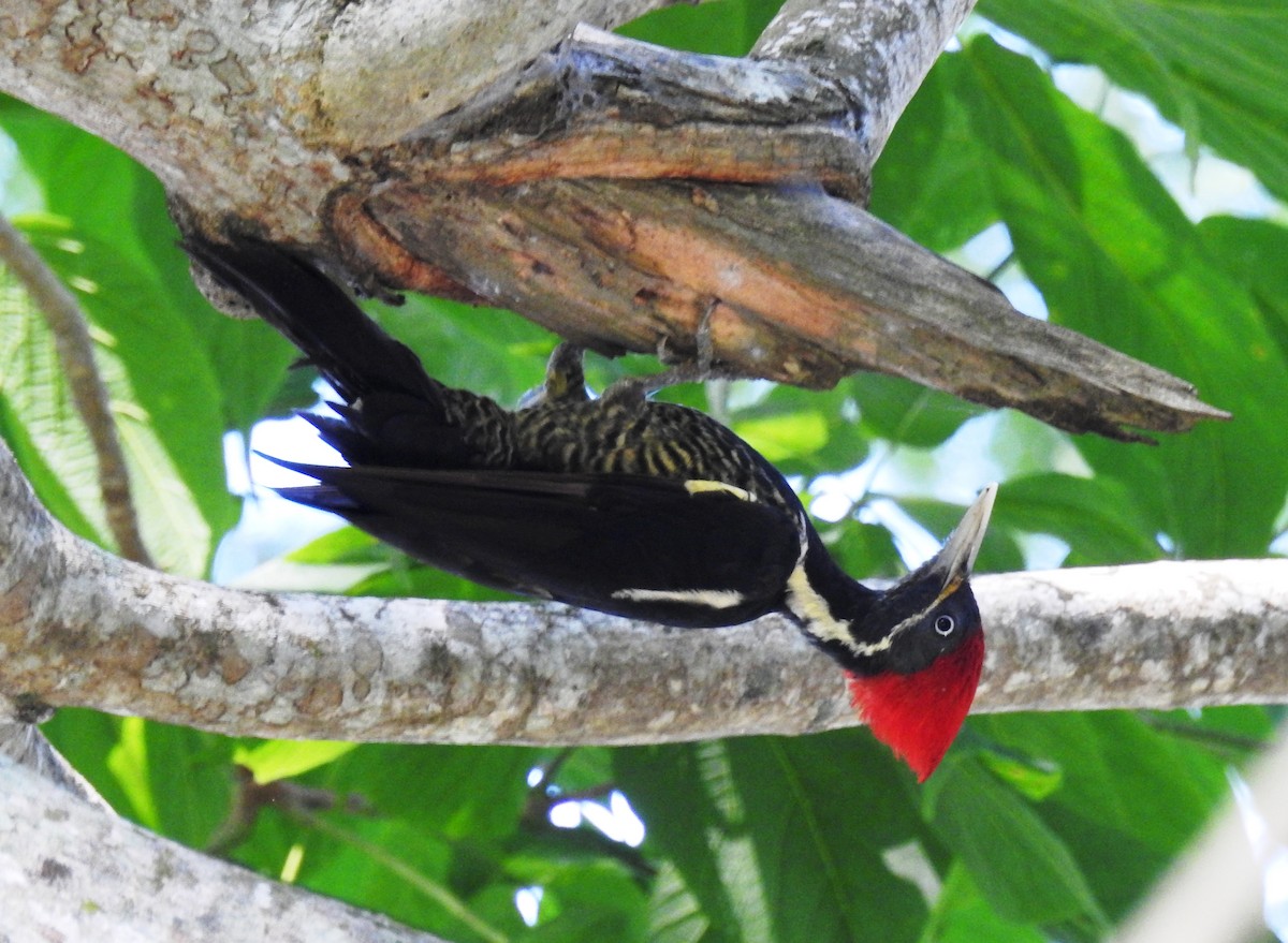 Lineated Woodpecker - ML471490751
