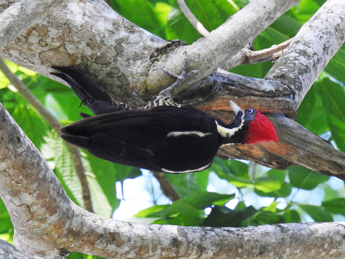 Lineated Woodpecker - ML471490771