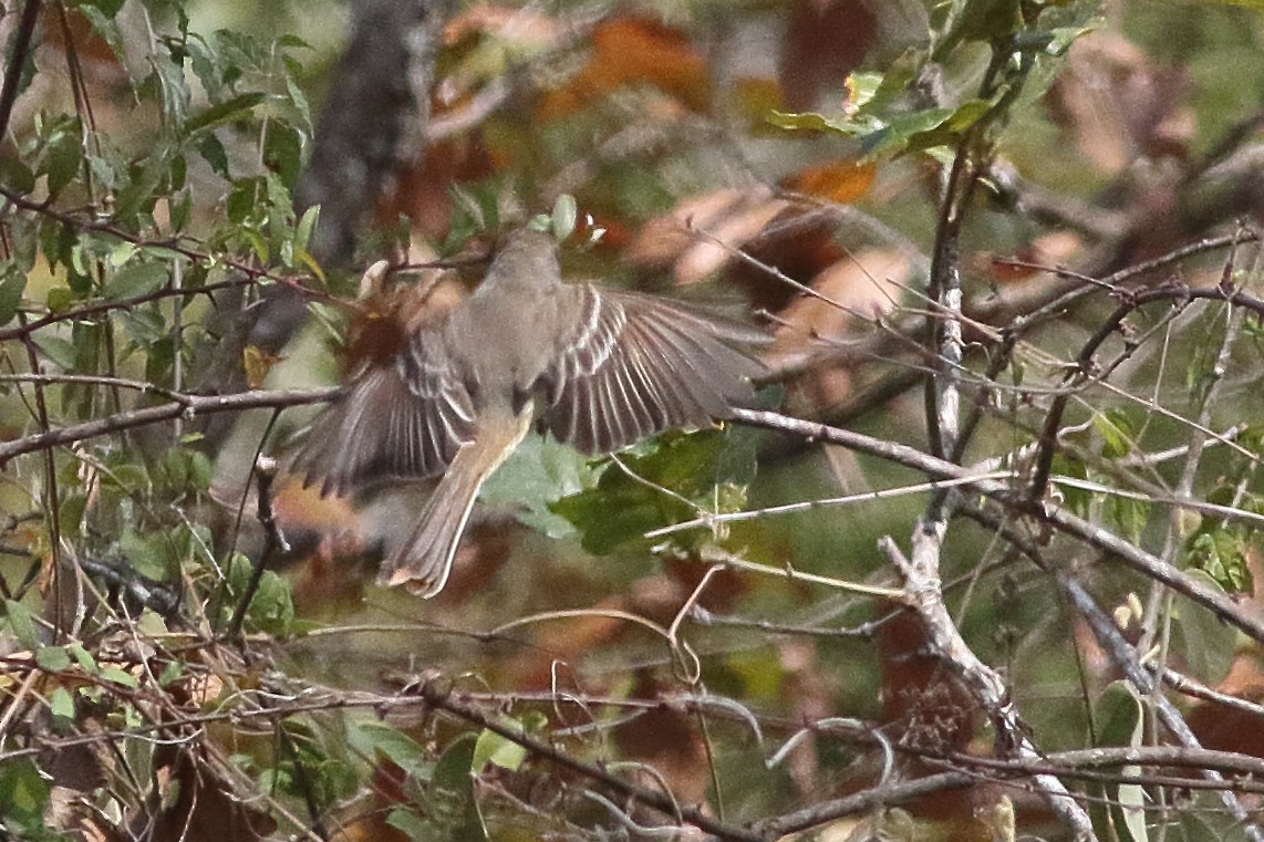 Ash-throated Flycatcher - ML471490991