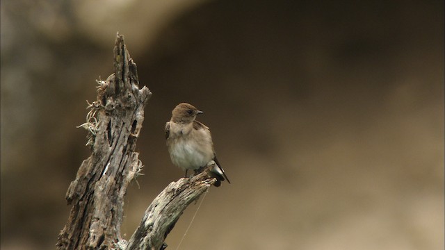 Golondrina Aserrada (grupo serripennis) - ML471491