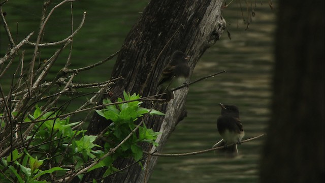 Black Phoebe (Northern) - ML471492
