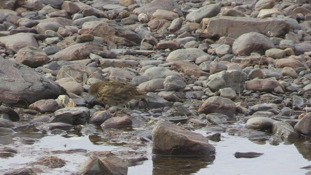 South Georgia Pipit - ML471492441